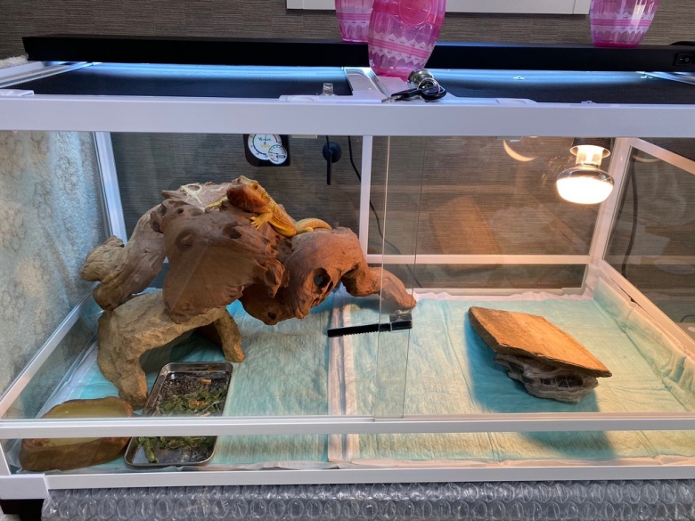 フトアゴヒゲトカゲ飼育で僕が用意したものをご紹介 まぁさんのじゆうちょう